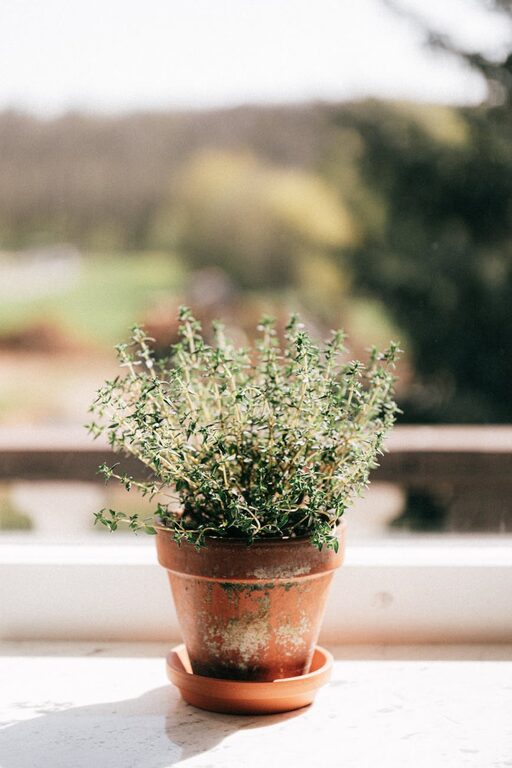 How to Start a Small Herb Garden Indoors: A Step-by-Step Guide